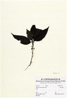 藏品(長梗紫麻)的圖片